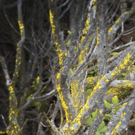 Portada del libro Yomuri de Cynthia Rimsky – RANDOM HOUSE